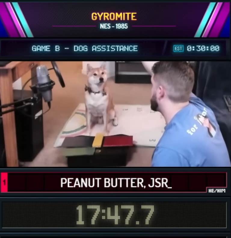 A Shiba Inu named Peanut Butter looks at his owner, who is training him to operate a customized set of buttons in order to win the 1980s Nintendo game Gyromite in less than 27 minutes.