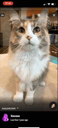 How to post stories on Twitch - cat story
