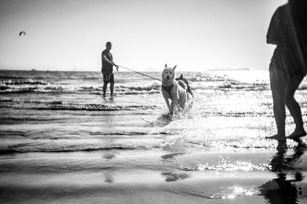 Pocket Dispo - a dog in the ocean on a leash in black and white 