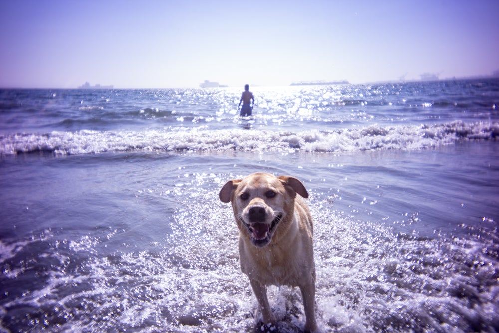pocket dispo at rosie's dog beach, long beach