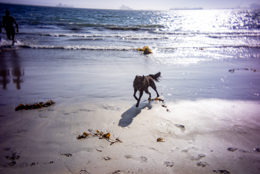 Pocket Dispo - pincushion distorition at the dog beach