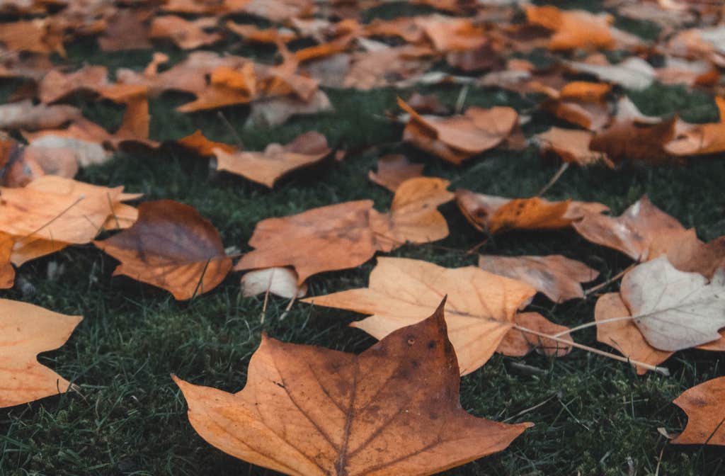 You never have to rake leaves again