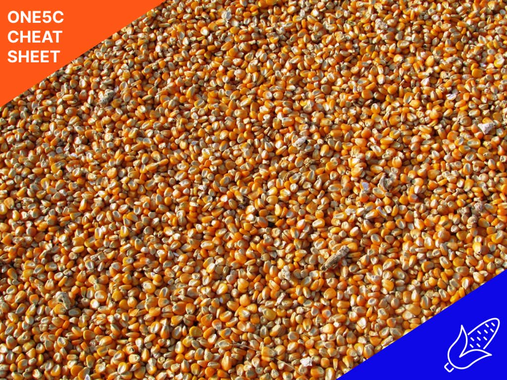 What are bioplastics and can they solve pollution?