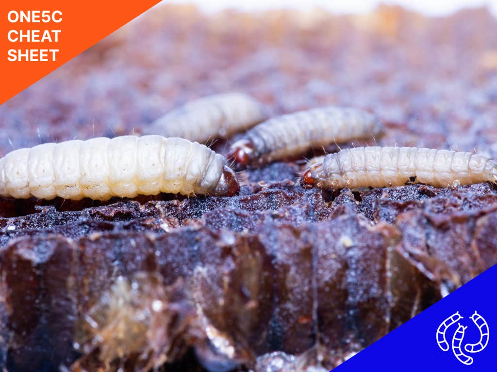 Plastic-eating worms and bugs: Are they a real fix for our waste?