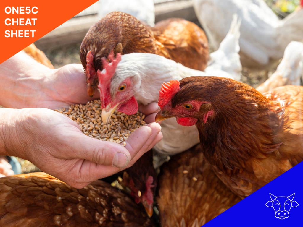 Transforming food waste into animal feed
