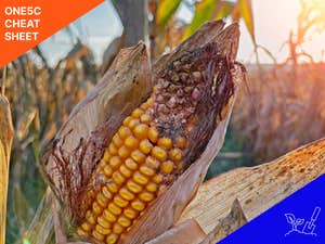 The scope of food waste in agriculture