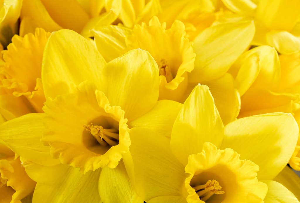 The best flowers for your Valentine—and the planet