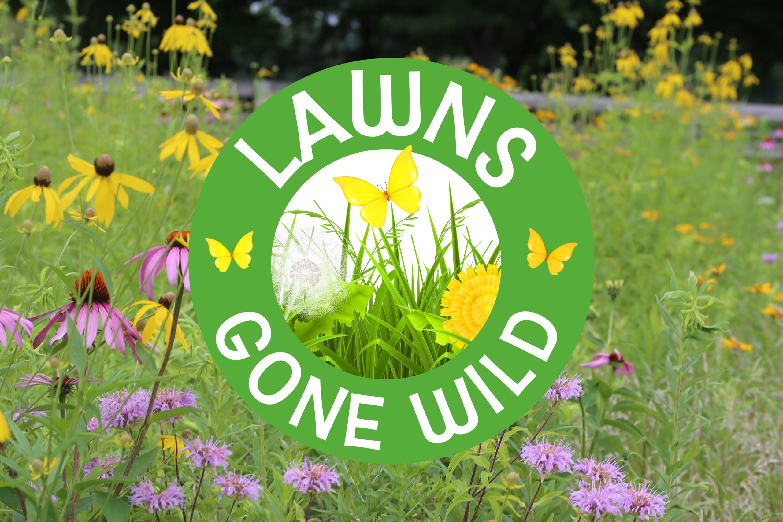 How to turn your lawn into a meadow