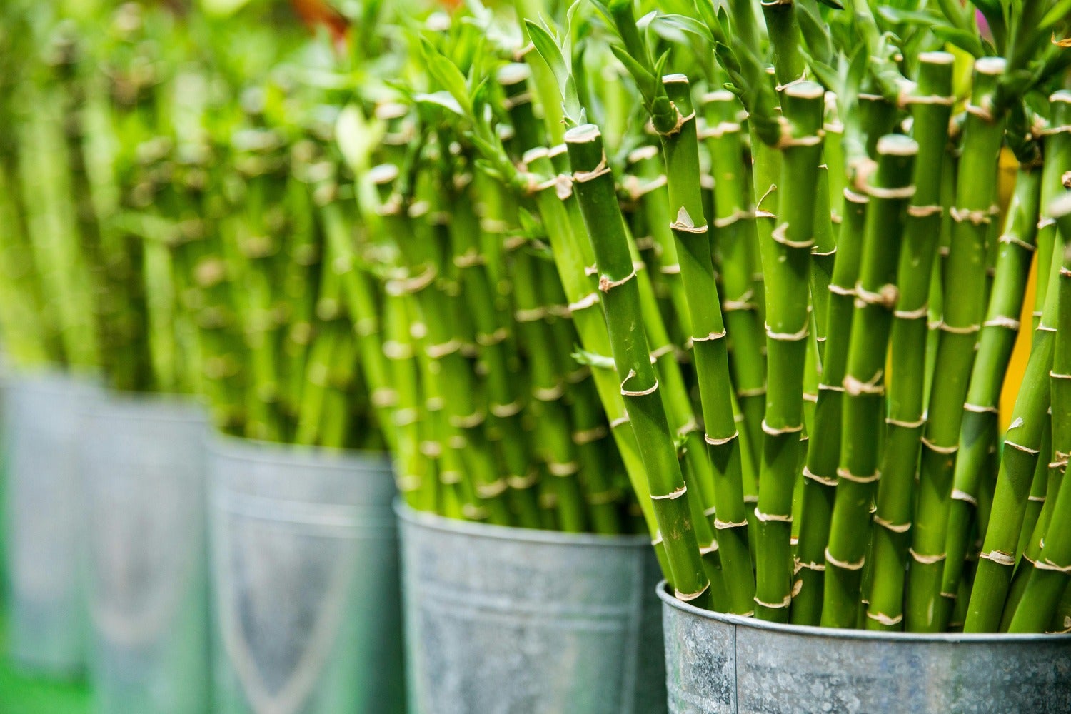Bamboo isn’t as sustainable as you think