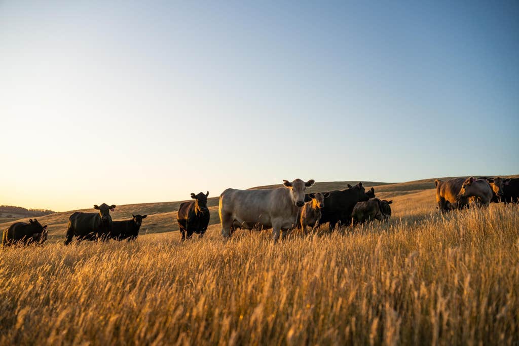 The massive impact of eating half-as-much meat