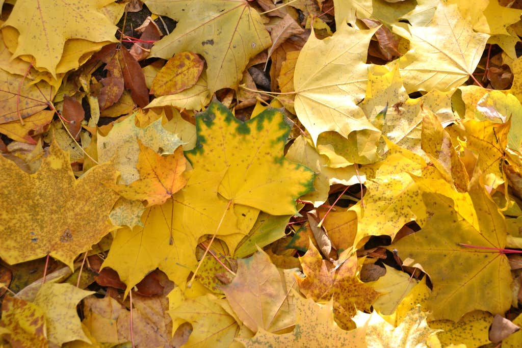 You never have to rake leaves again