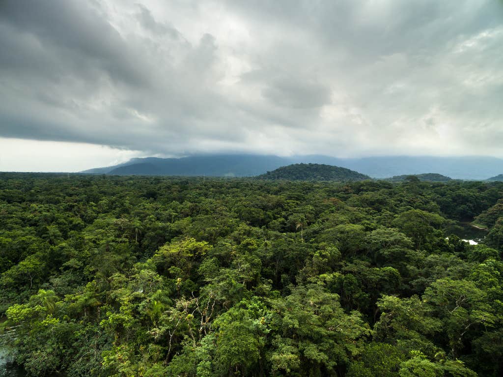Conservation has a (very fixable) biodiversity problem