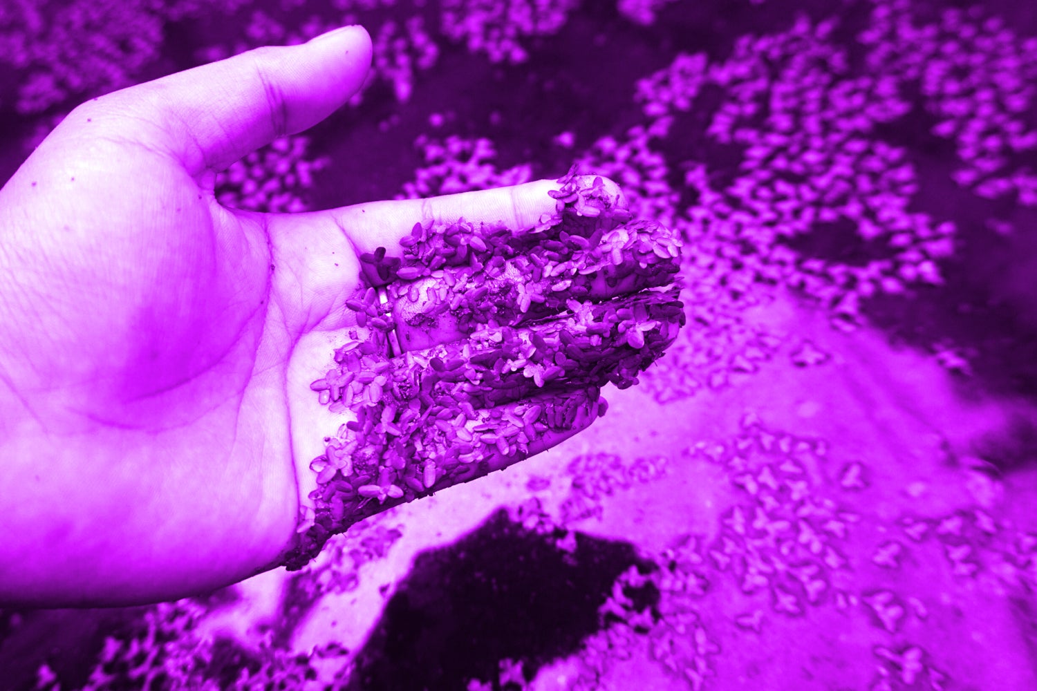A hand holding up a bunch of duckweed plants over a pond.