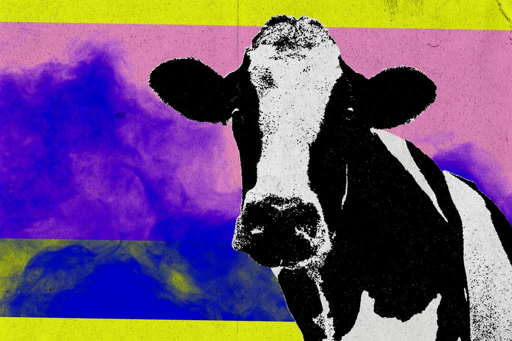 Methane-free cows won’t make beef ‘green’