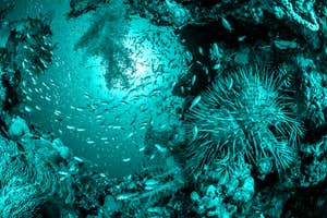 Midweek climate briefing: The UN push to protect the high seas