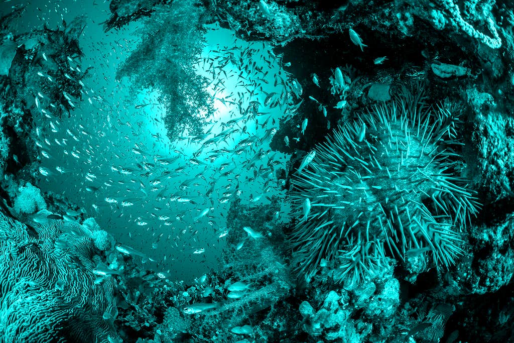 Midweek climate briefing: The UN push to protect the high seas