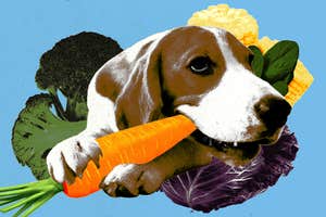 Your pet can eat less meat, too