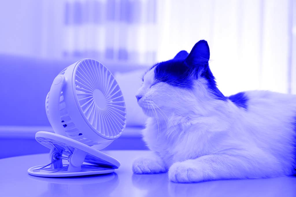 How to keep pets cool without blasting the AC