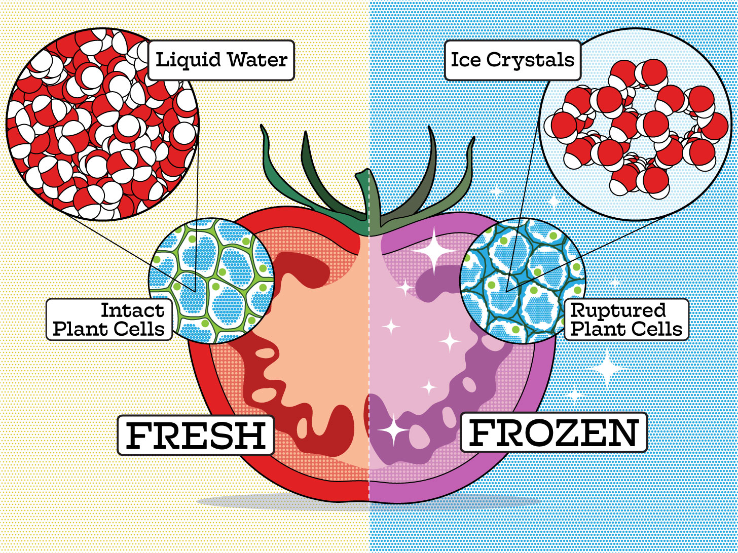 freezing process illustration with tomato