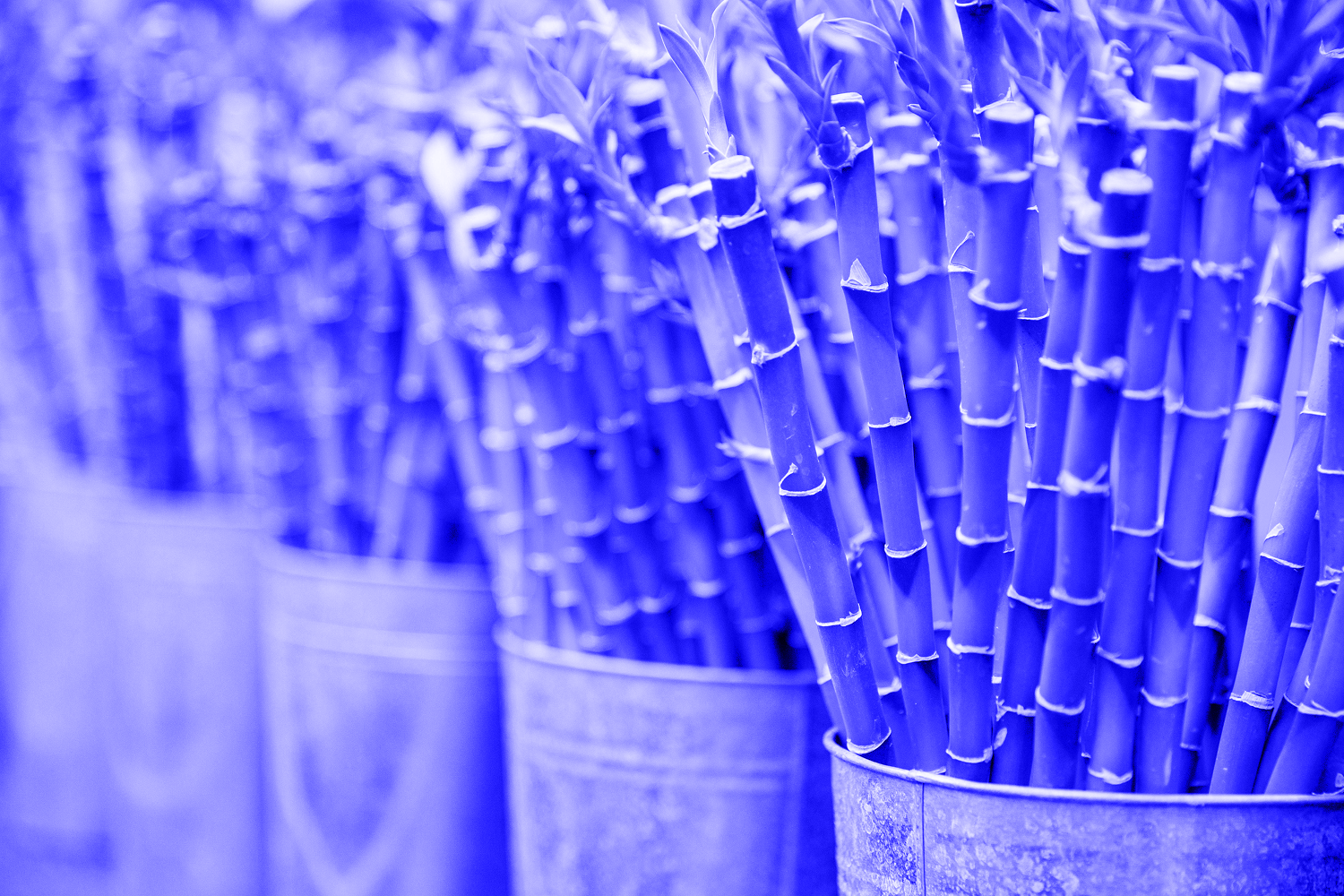 bamboo shoots in cans