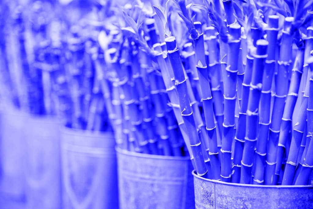 Is bamboo really sustainable? 