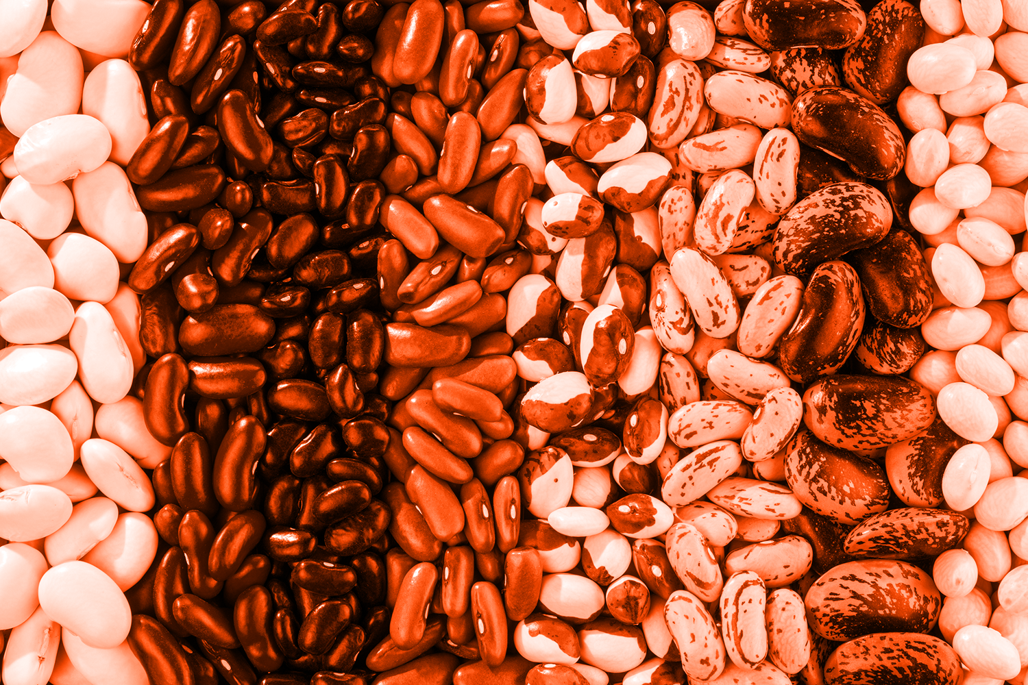 rows of bean varieties