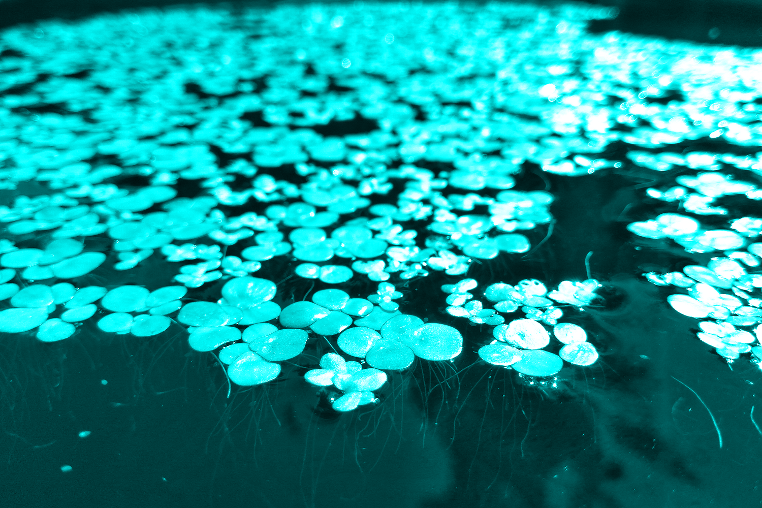duckweed in pond