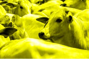 The week in climate news: Big Beef wants to be ‘green’