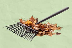 What the heck do I do with fall leaves?