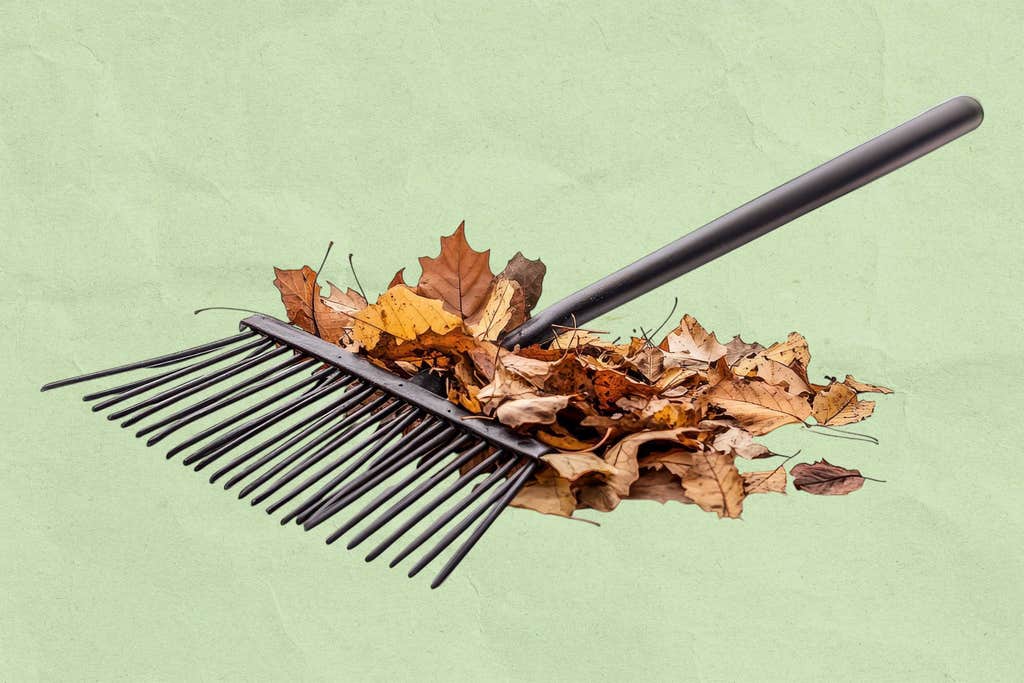 What the heck do I do with fall leaves?