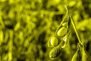 Soybean farming is tearing up the Amazon