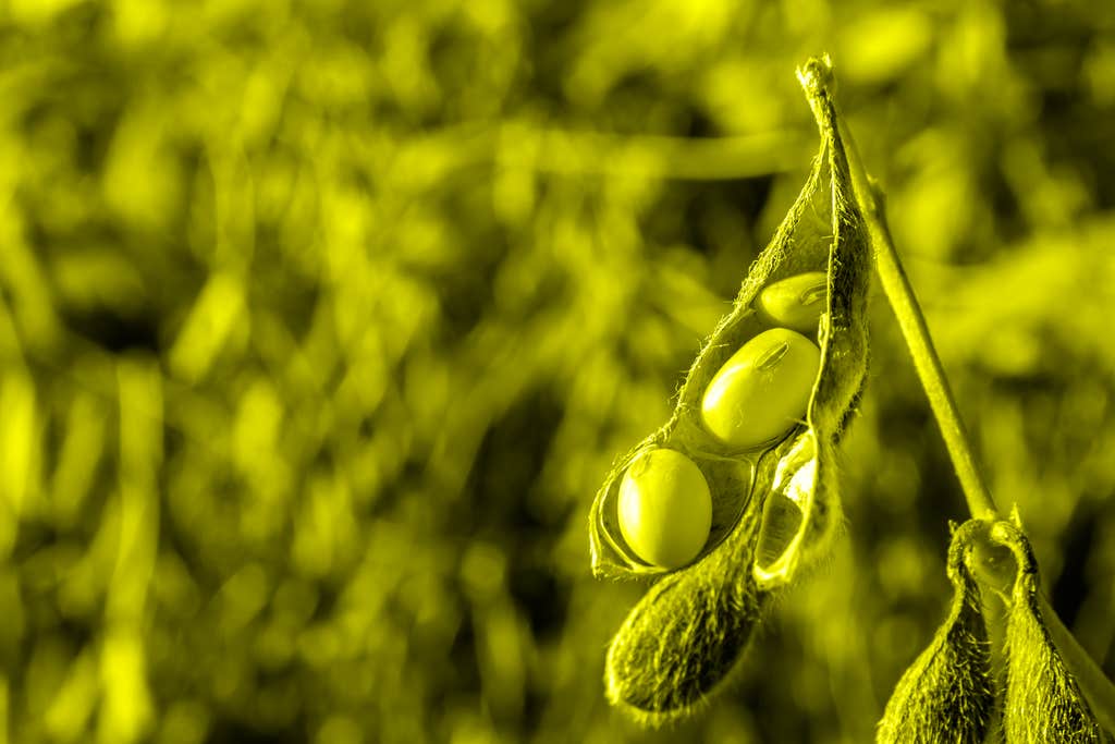 Soybean farming is tearing up the Amazon