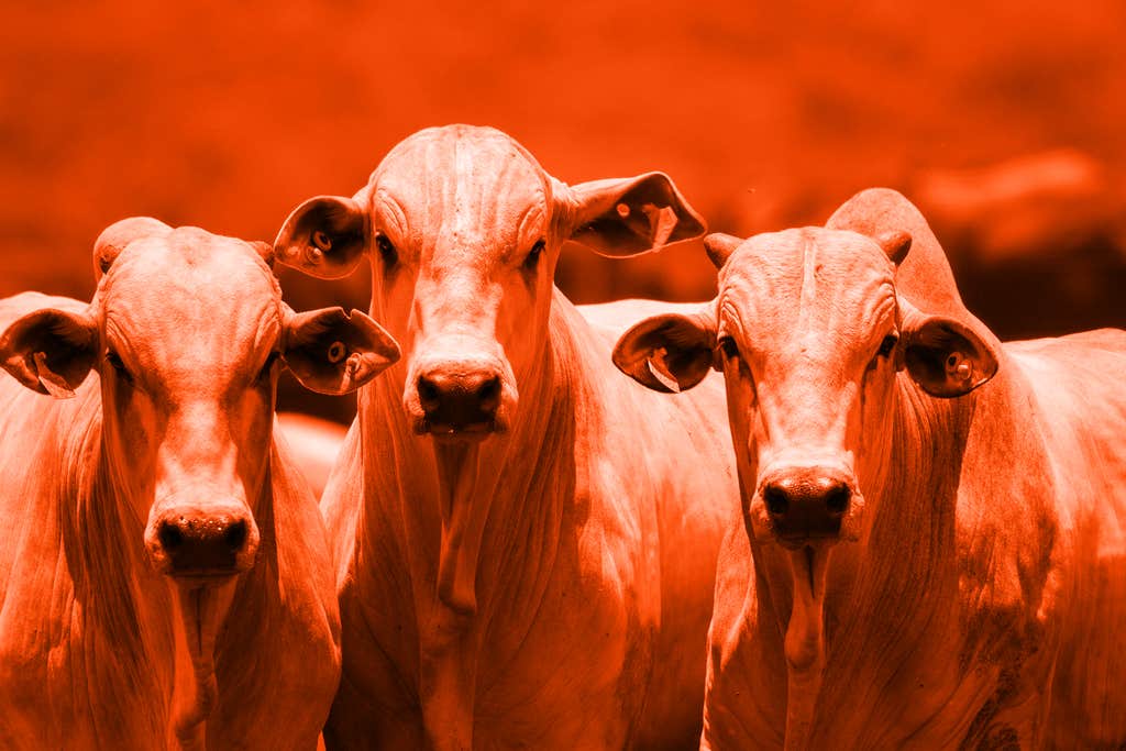 A Brazilian meat giant is pushing climate policy