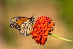 7 animals face extinction if Endangered Species Act changes go through