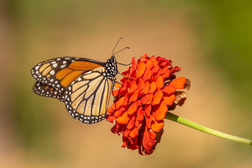 7 animals face extinction if Endangered Species Act changes go through